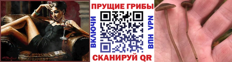 Псилоцибиновые грибы мицелий  Купить закладки  Курганинск 